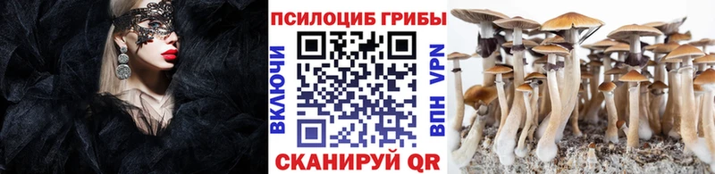 купить закладку Бакал Псилоцибиновые грибы GOLDEN TEACHER